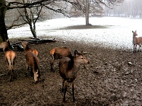 15.1.2016 Im Wildgehege Bad Harzburg, das sich auf dem ehemaligen Gelände der Grube "Friederike" im Stadtteil Bündheim befindet, leben Dam-, Rot- und Muffelwild sowie Sika-Hirsche
