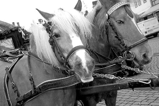 DSC 0315 web