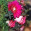 DSC 0125 web