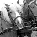DSC 0315 web