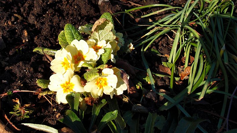 Blumen im Januar 2014